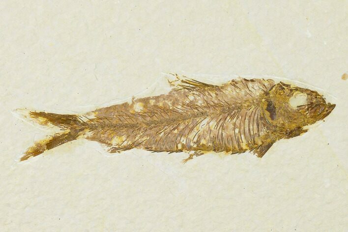 Detailed Fossil Fish (Knightia) - Wyoming #155466